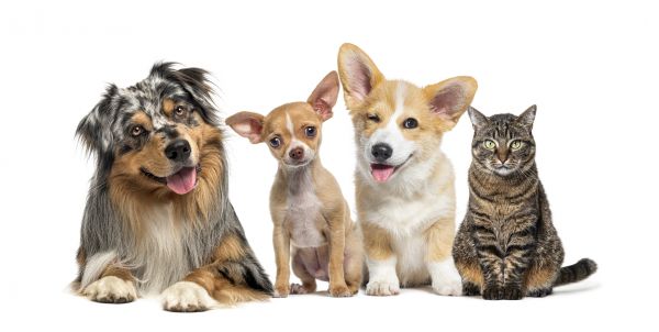 Youngstown Pets