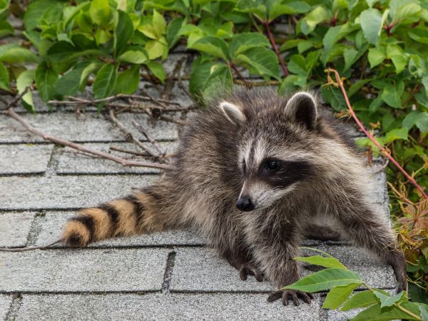 Youngstown Wildlife Removal