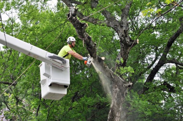 Youngstown Tree Trimming