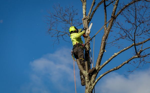 Youngstown Tree Removal