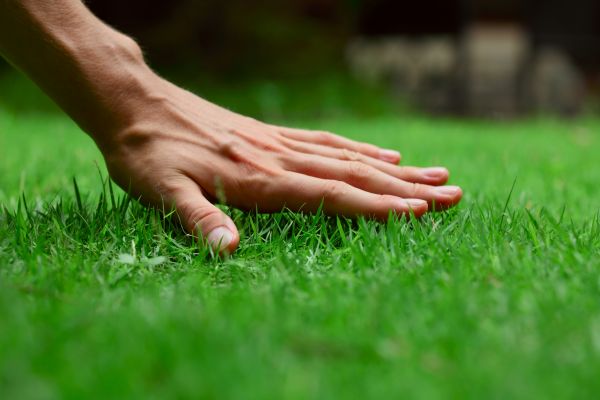Youngstown Lawn Treatment